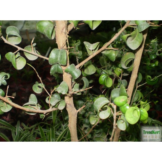 Fikusz raszta - Ficus benjamina Rasta