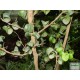 Fikusz raszta - Ficus benjamina Rasta