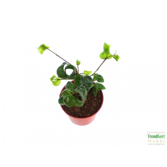 Fikusz raszta - Ficus benjamina Rasta