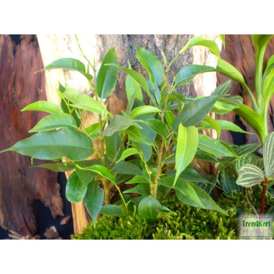 Fikusz törpe zöld levelű - Ficus compact Mini Green