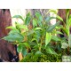 Fikusz törpe zöld levelű - Ficus compact Mini Green