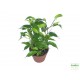Fikusz törpe zöld levelű - Ficus compact Mini Green
