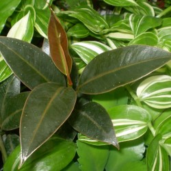 Fikusz, Gumifa - Ficus Melany Fikusz, Gumifa - Ficus Melany