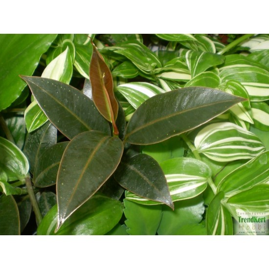 Fikusz, Gumifa - Ficus Melany Fikusz, Gumifa - Ficus Melany