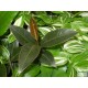 Fikusz, Gumifa - Ficus Melany Fikusz, Gumifa - Ficus Melany