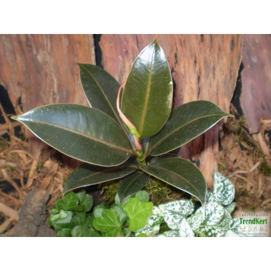 Fikusz, Gumifa - Ficus Melany Fikusz, Gumifa - Ficus Melany