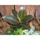 Fikusz, Gumifa - Ficus Melany Fikusz, Gumifa - Ficus Melany