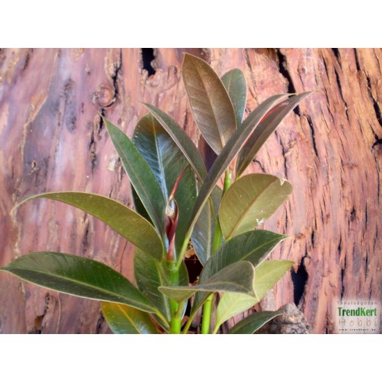 Fikusz, Gumifa - Ficus Melany Fikusz, Gumifa - Ficus Melany