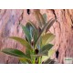 Fikusz, Gumifa - Ficus Melany Fikusz, Gumifa - Ficus Melany