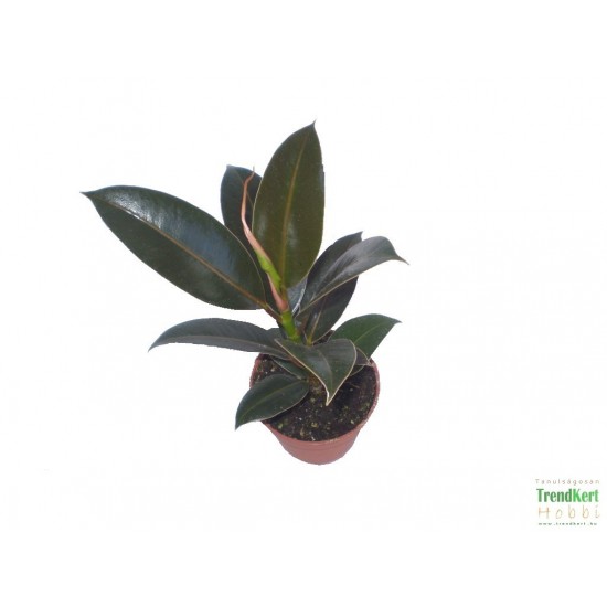Fikusz, Gumifa - Ficus Melany Fikusz, Gumifa - Ficus Melany