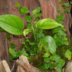 Fikusz, kapaszkodó - Ficus pumila Green Fikusz, kapaszkodó - Ficus pumila Green