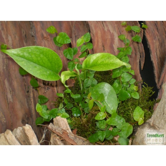 Fikusz, kapaszkodó - Ficus pumila Green