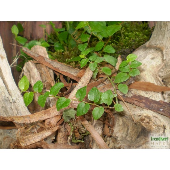 Fikusz, kapaszkodó - Ficus pumila Green