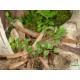 Fikusz, kapaszkodó - Ficus pumila Green