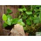 Fikusz, kapaszkodó - Ficus pumila Green