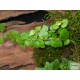 Fikusz, kapaszkodó - Ficus pumila Green