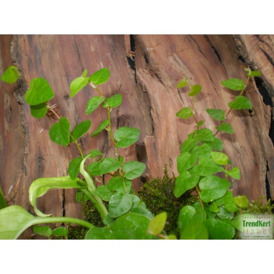 Fikusz, kapaszkodó - Ficus pumila Green
