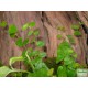 Fikusz, kapaszkodó - Ficus pumila Green