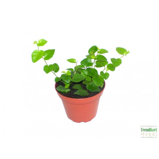Fikusz, kapaszkodó - Ficus pumila Green