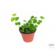 Fikusz, kapaszkodó - Ficus pumila Green