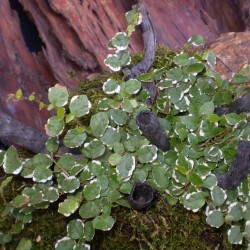 Fikusz, kapaszkodó - Ficus pumila Sunny Fikusz, kapaszkodó - Ficus pumila Sunny