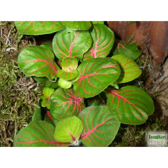 Hálóslevél, fittónia - Fittonia jade Hálóslevél, fittónia - Fittonia jade