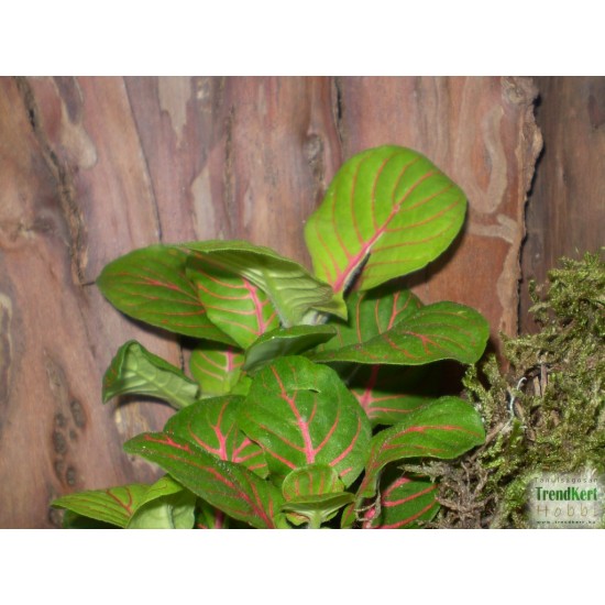 Hálóslevél, fittónia - Fittonia jade Hálóslevél, fittónia - Fittonia jade