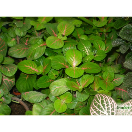 Hálóslevél, fittónia - Fittonia jade Hálóslevél, fittónia - Fittonia jade