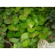 Hálóslevél, fittónia - Fittonia jade Hálóslevél, fittónia - Fittonia jade