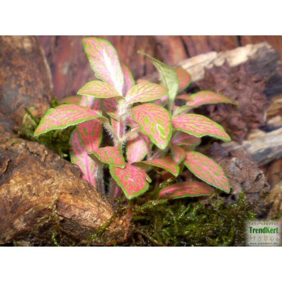 Hálóslevél, fittónia - Fittonia skeleton