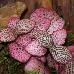 Hálóslevél, fittónia - Fittonia verschaffeltii Big Pink