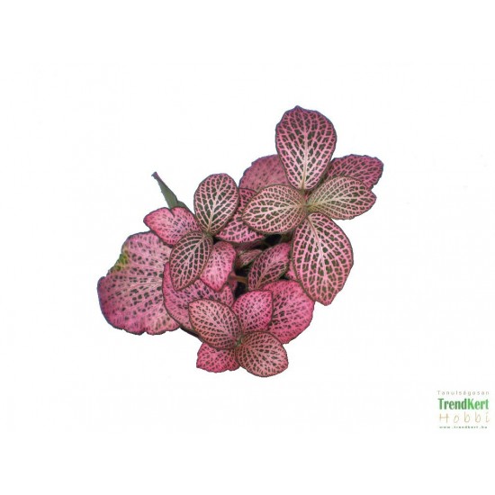 Hálóslevél, fittónia - Fittonia verschaffeltii Big Pink