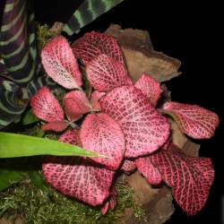 Hálóslevél, fittónia - Fittonia verschaffeltii Big Root