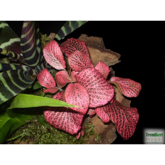 Hálóslevél, fittónia - Fittonia verschaffeltii Big Root