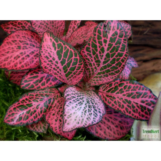 Hálóslevél, fittónia - Fittonia verschaffeltii Big Root