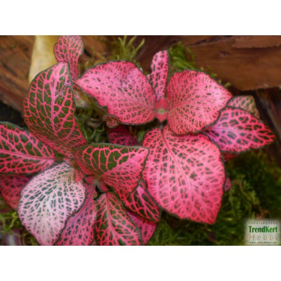Hálóslevél, fittónia - Fittonia verschaffeltii Big Root