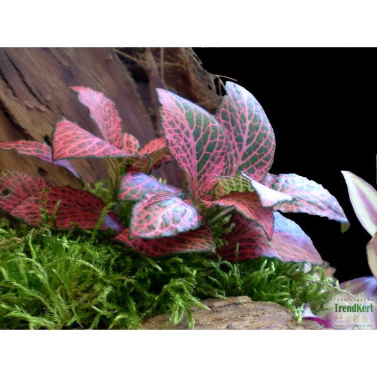 Hálóslevél, fittónia - Fittonia verschaffeltii Big Root