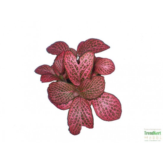 Hálóslevél, fittónia - Fittonia verschaffeltii Big Root