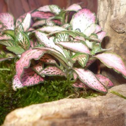 Hálóslevél, fittónia - Fittonia verschaffeltii Pink Forest Flame