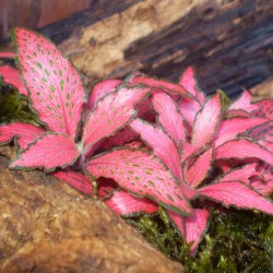 Hálóslevél, fittónia - Fittonia verschaffeltii Pink Magic