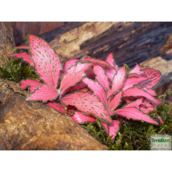 Hálóslevél, fittónia - Fittonia verschaffeltii Pink Magic