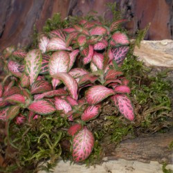 Hálóslevél, fittónia - Fittonia verschaffeltii Mini Root 