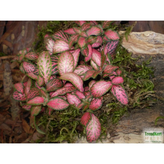 Hálóslevél, fittónia - Fittonia verschaffeltii Mini Root 
