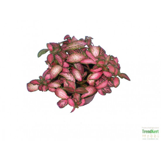 Hálóslevél, fittónia - Fittonia verschaffeltii Mini Root 