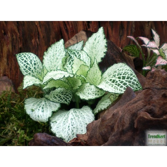 Hálóslevél, fittónia - Fittonia verschaffeltii Snow Anne 