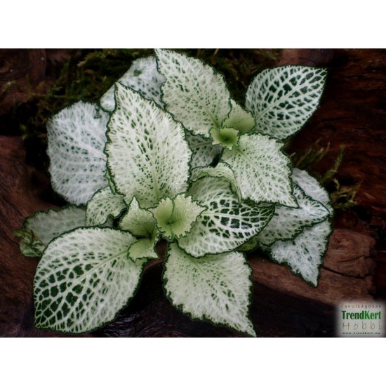 Hálóslevél, fittónia - Fittonia verschaffeltii Snow Anne 