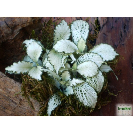 Hálóslevél, fittónia - Fittonia verschaffeltii Snow Anne 