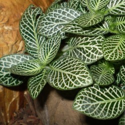 Hálóslevél, fittónia - Fittonia verschaffeltii