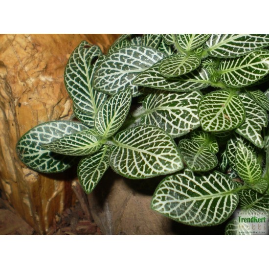 Hálóslevél, fittónia - Fittonia verschaffeltii