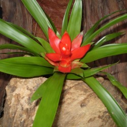 Guzmán bromélia - Guzmania minor Guzmán bromélia - Guzmania minor